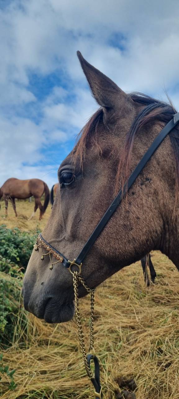 Ozalla, Pouliche Akhal Téké