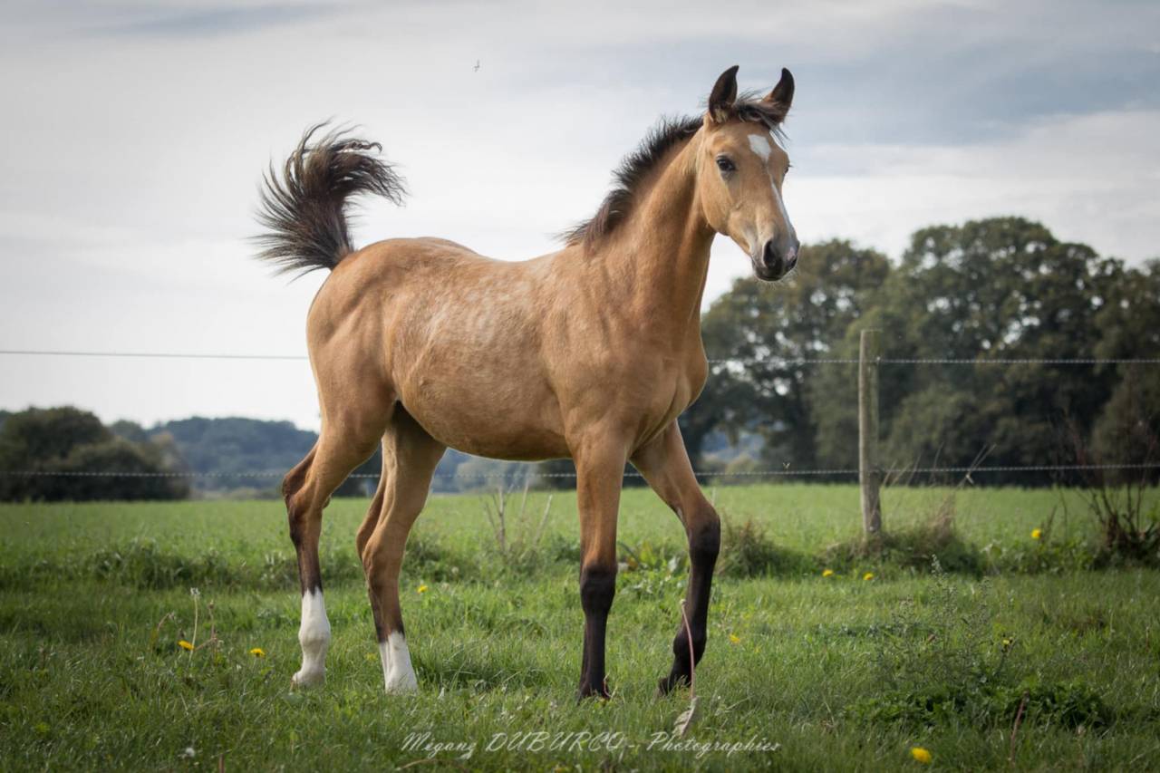 Pouliche SF Isabelle  