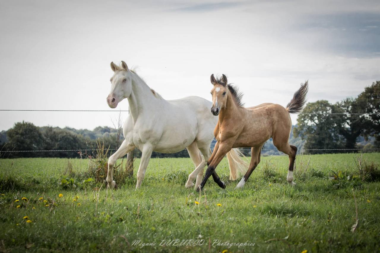 Pouliche SF Isabelle  