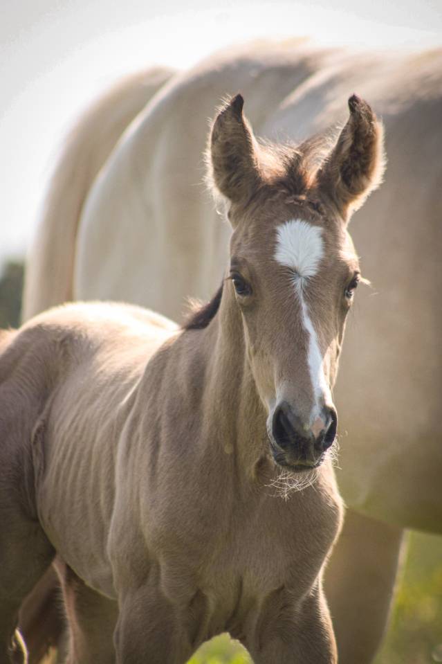 Pouliche SF Isabelle  