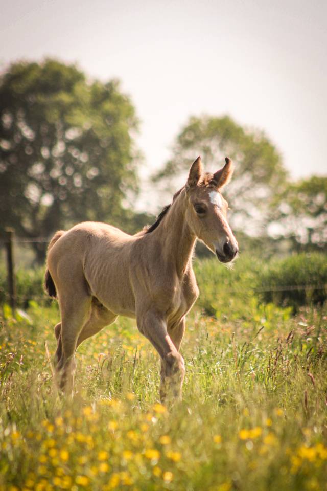 Pouliche SF Isabelle  