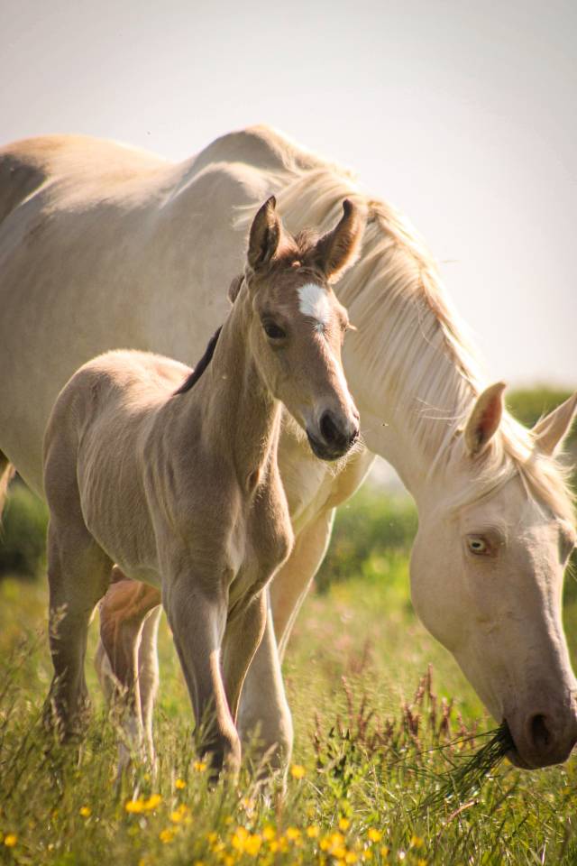 Pouliche SF Isabelle  