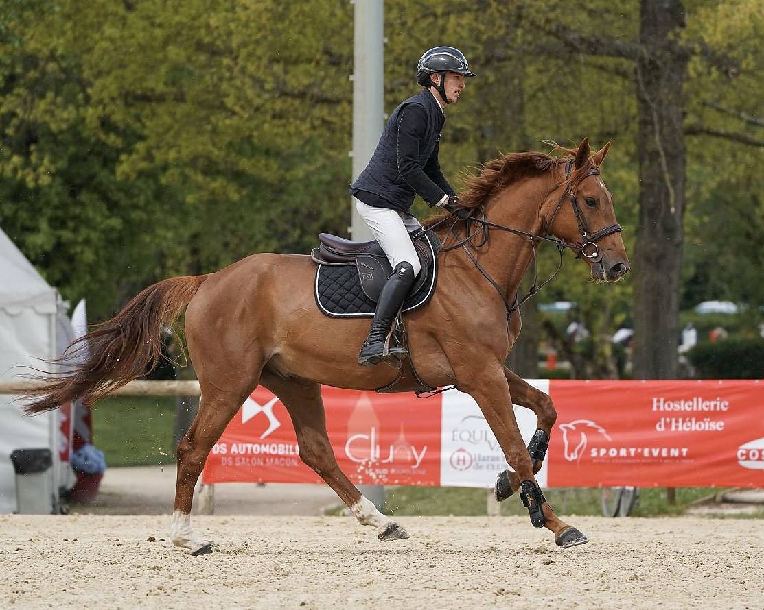 Jeunes chevaux 
