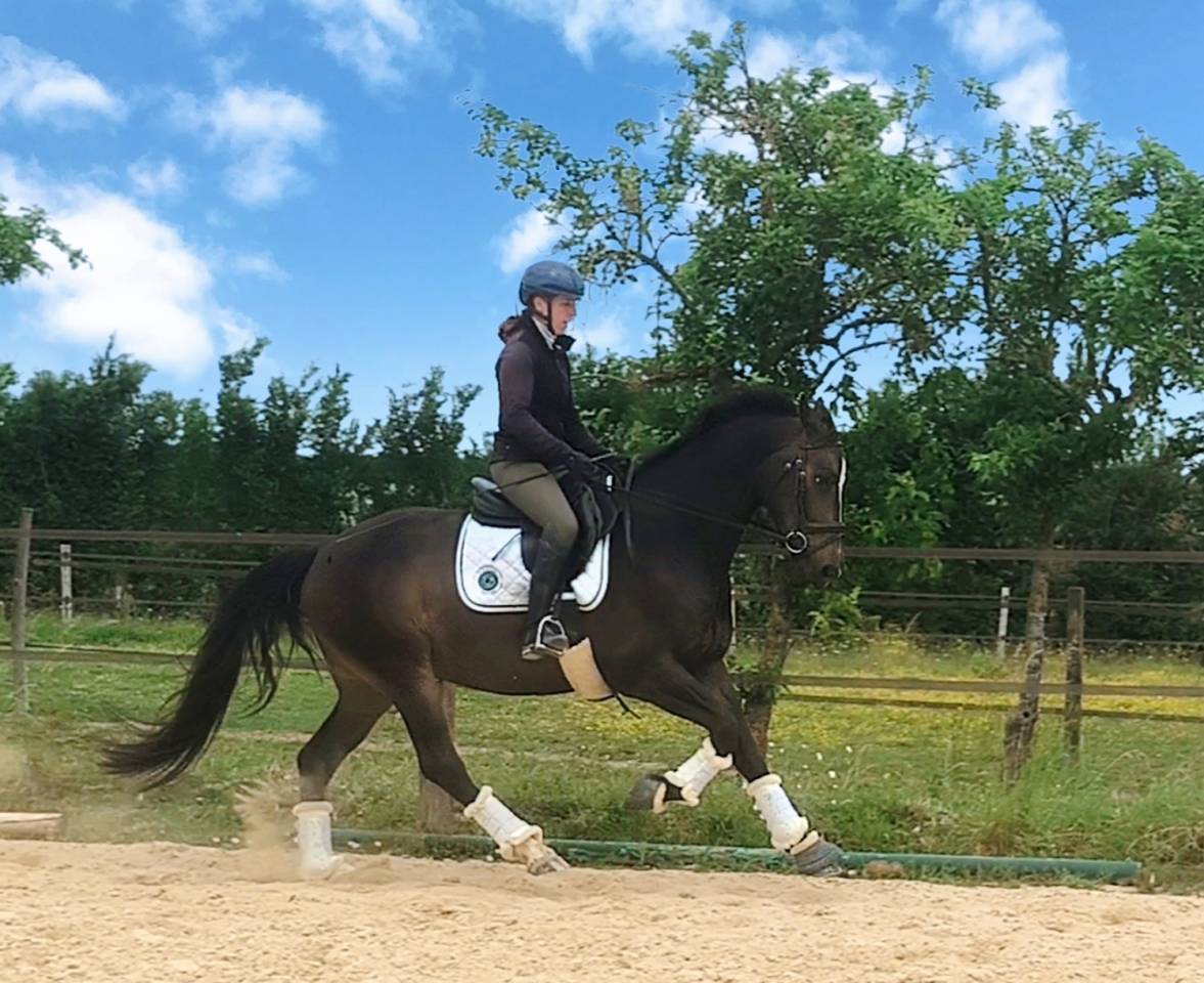 Trois très belles allures 