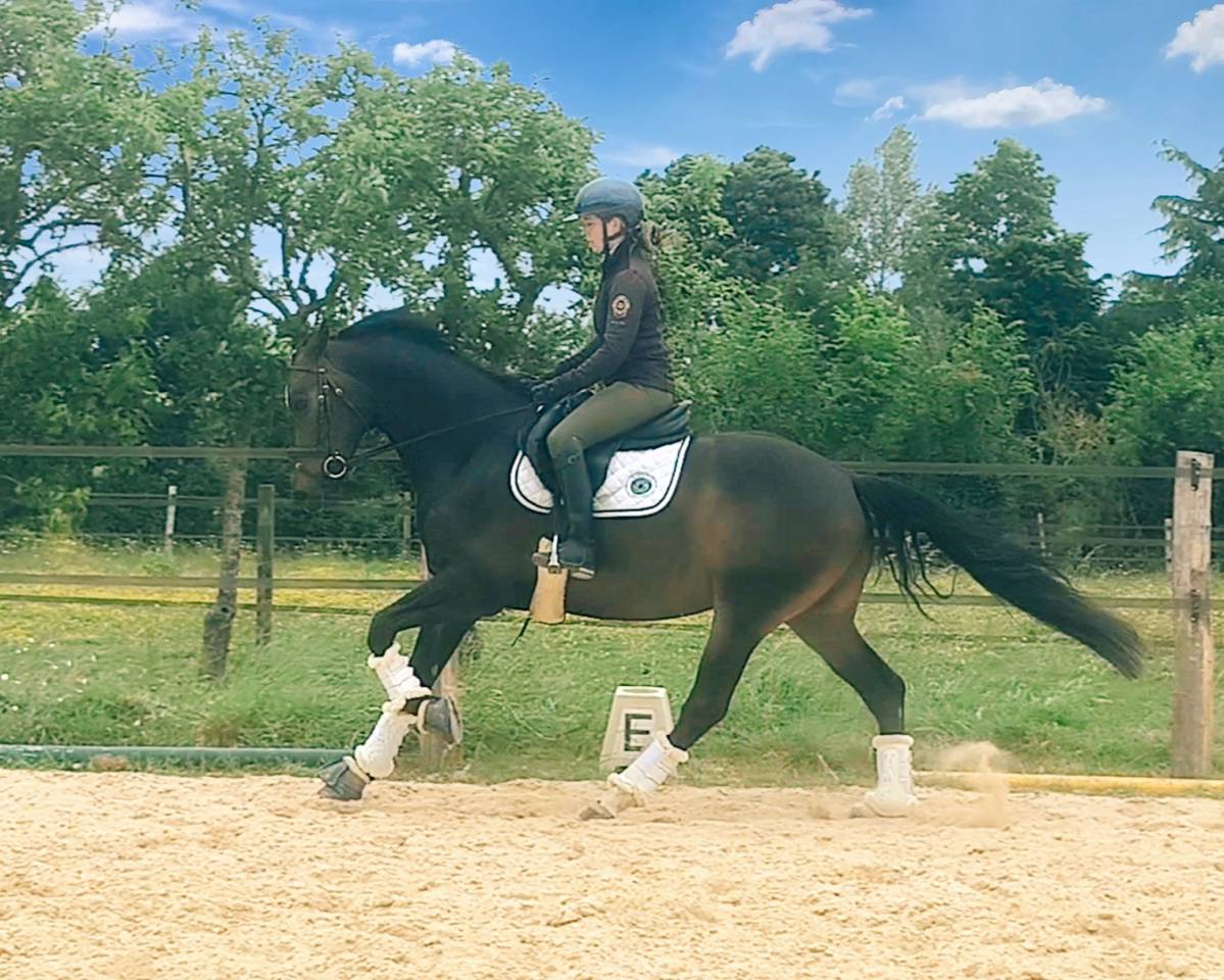 Trois très belles allures 