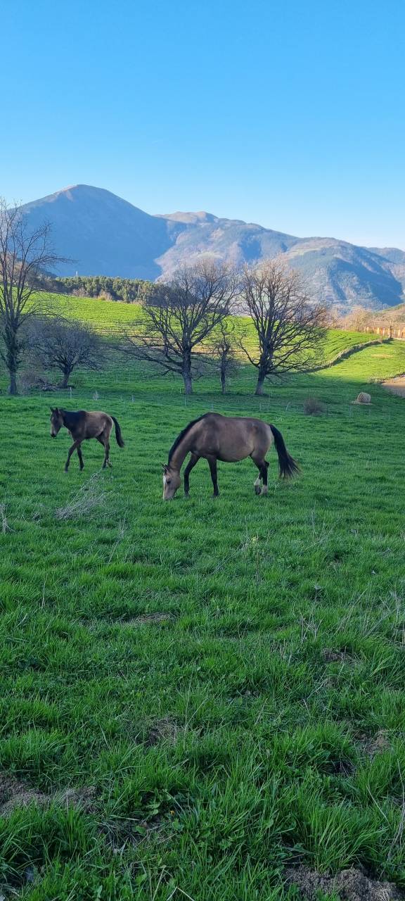 Priska, Jument Akhal Téké