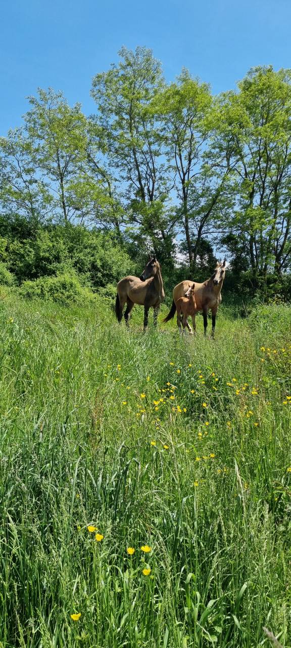 Priska, Jument Akhal Téké