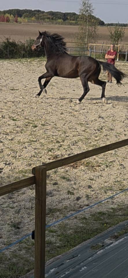 A vendre:  hongre, 6 ans KWPN, dressage