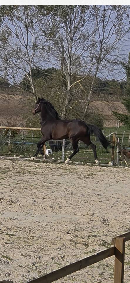 A vendre:  hongre, 6 ans KWPN, dressage