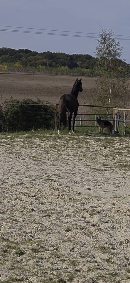 A vendre:  hongre, 6 ans KWPN, dressage