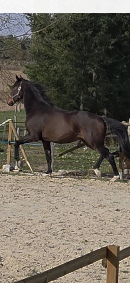 A vendre:  hongre, 6 ans KWPN, dressage