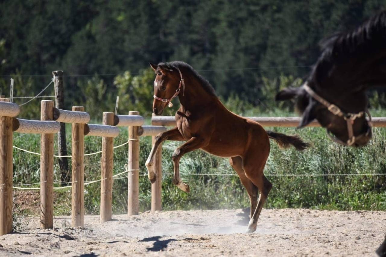 ORLAYA - Adorable pouliche baie
