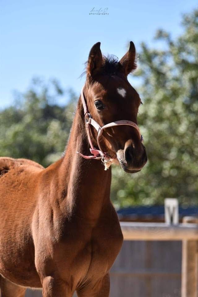 ORLAYA - Adorable pouliche baie