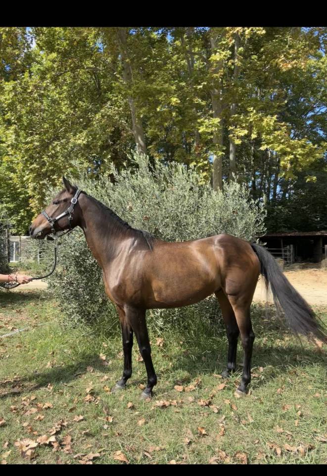 Superbe pur sang arabe 8 ans 