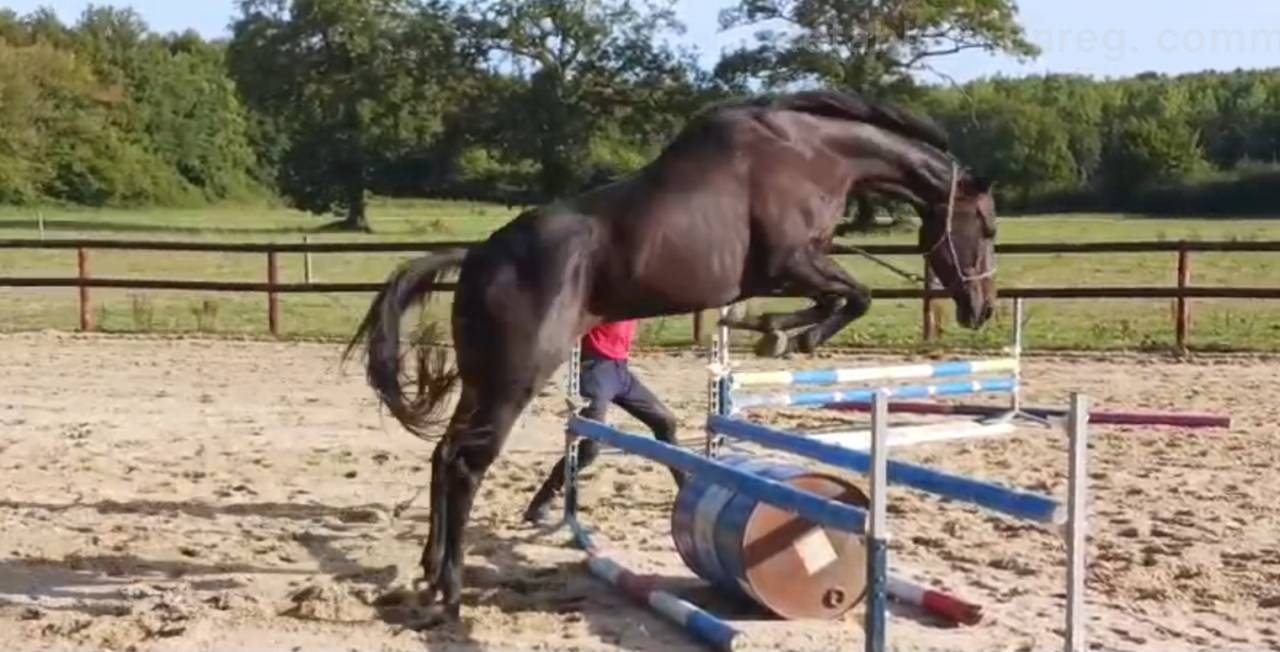 Très jolie AQPS 8 ans noire