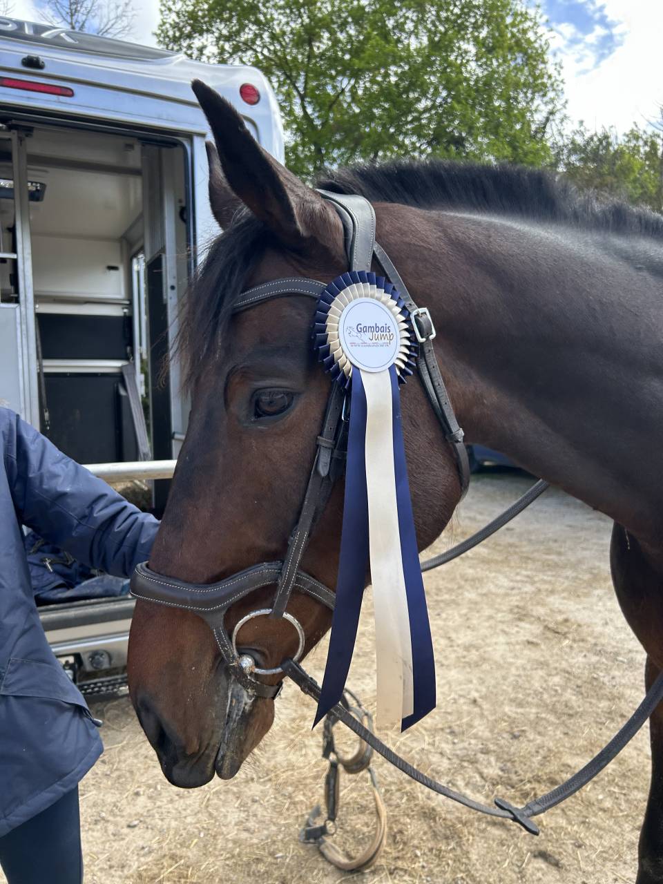 DP sur Hongre SF dans l'EURE 130 euros