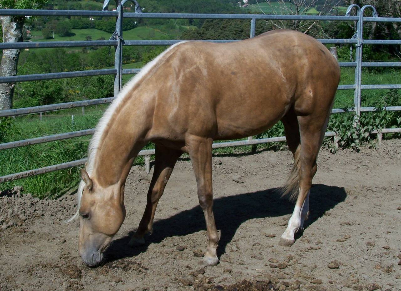 PAINT HORSE Solid Palomino