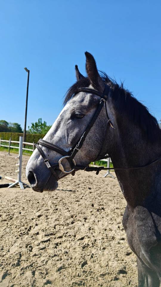 Prix spécial pour le bon pilote ambitieux Promising BWP