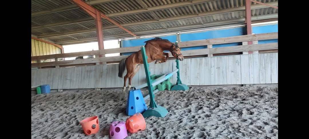 Poulinière par Aaron N pleine