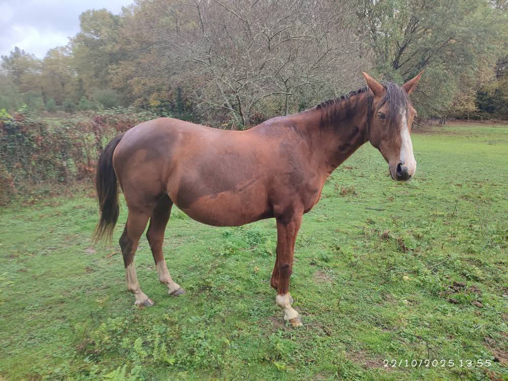 Poulinière par Aaron N pleine