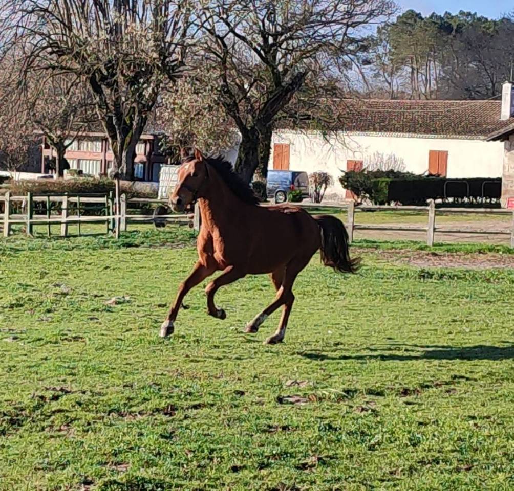 Poulinière par Aaron N pleine