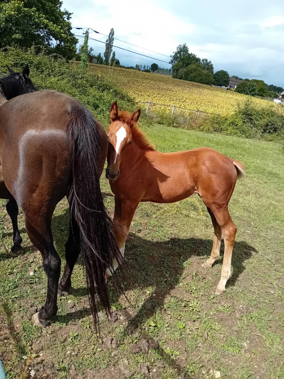 Pouliche 2025 Selle Français Originel (x Arlem Andalou)