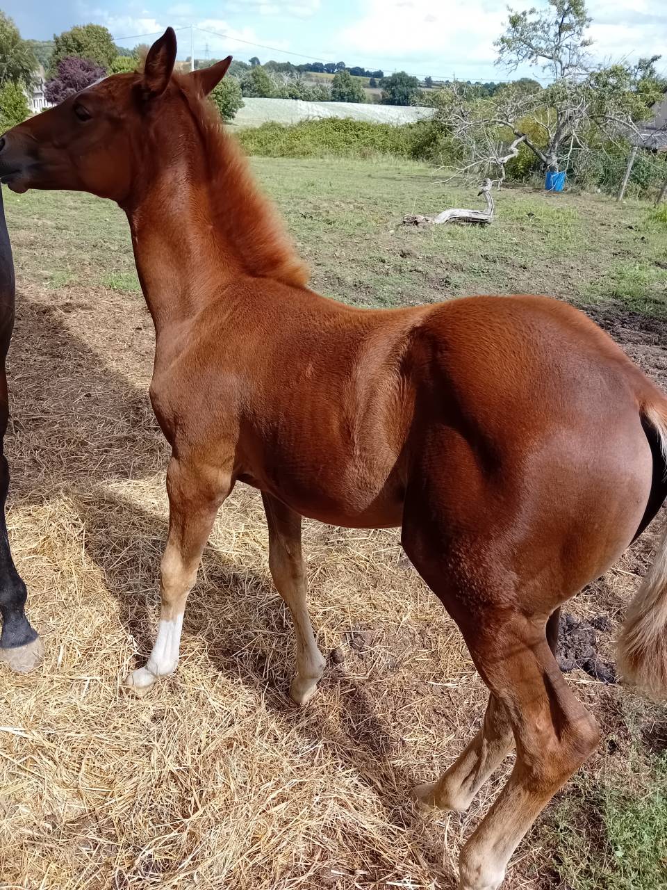Pouliche 2025 Selle Français Originel (x Arlem Andalou)
