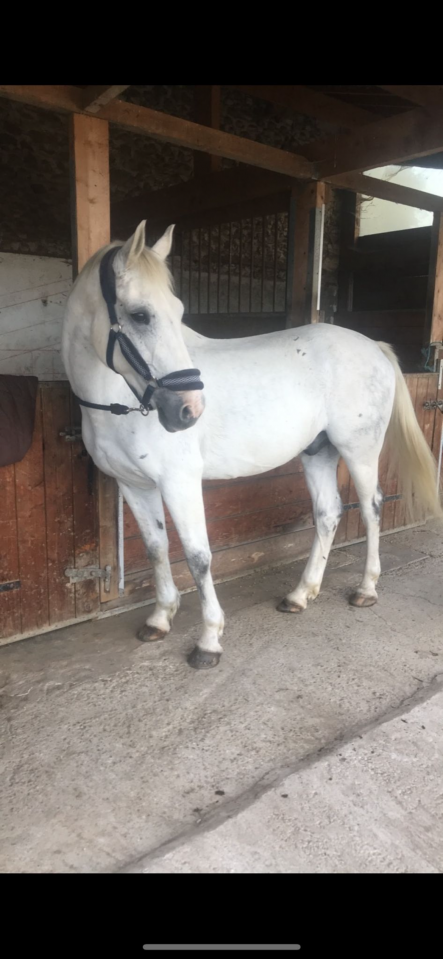 Cheval à vendre - Hongre maitre d'école de 17 ans