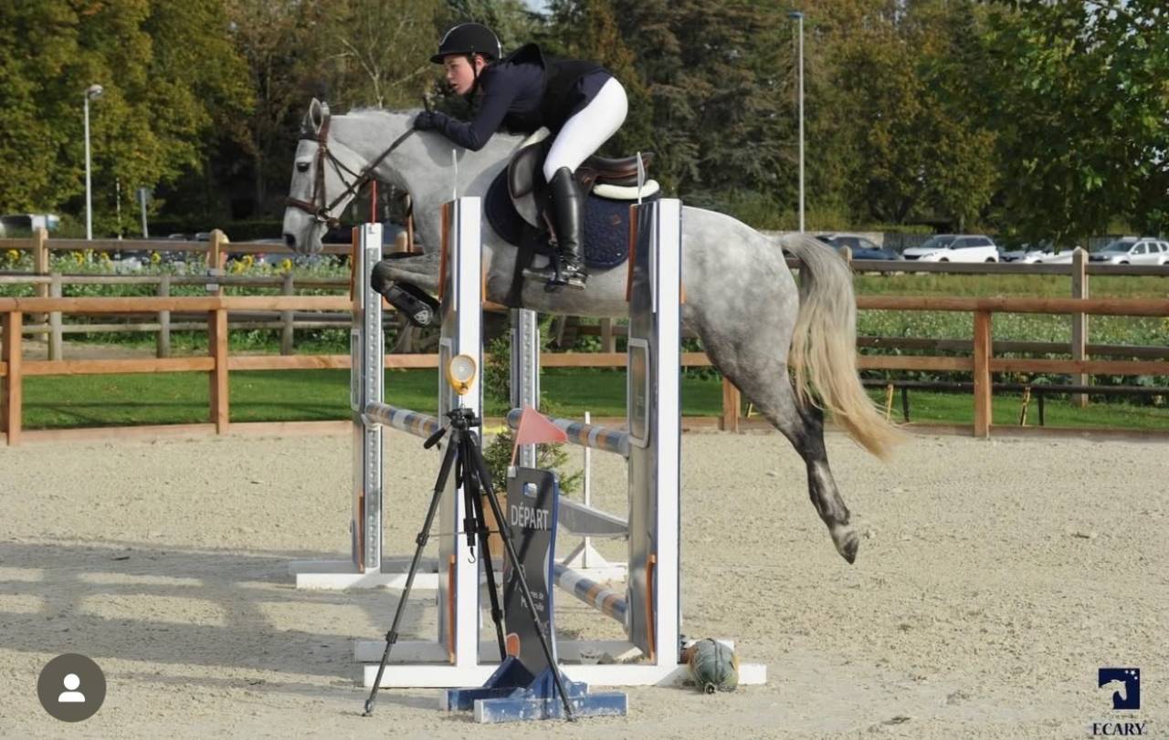 À VENDRE : Super poney de 7 ans - très gros potentiel 