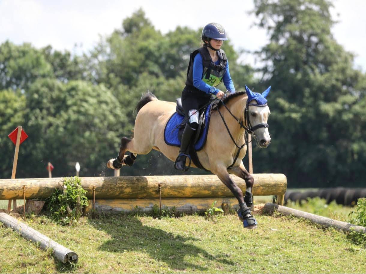 Poney Pouliche Welsh B 