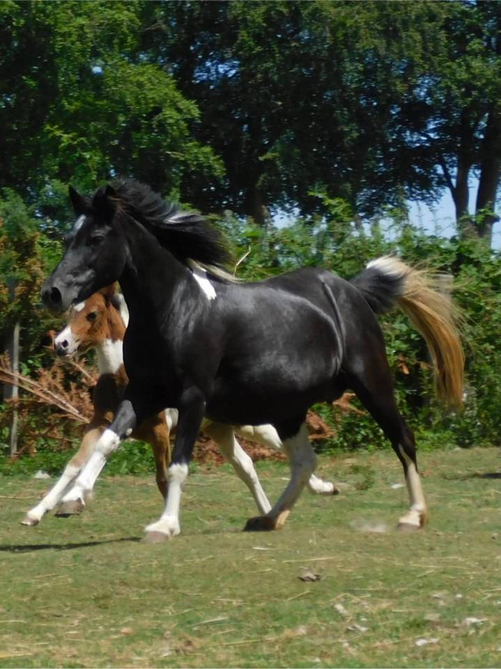 Poney Pouliche Welsh B 