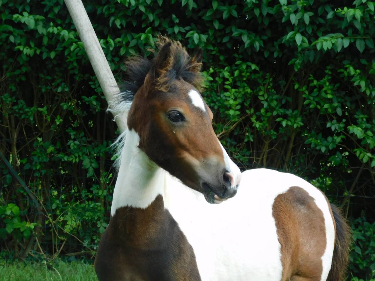 Poney Pouliche Welsh B 