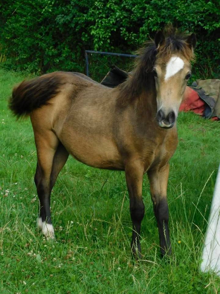 Pouliche Poney Welsh B 