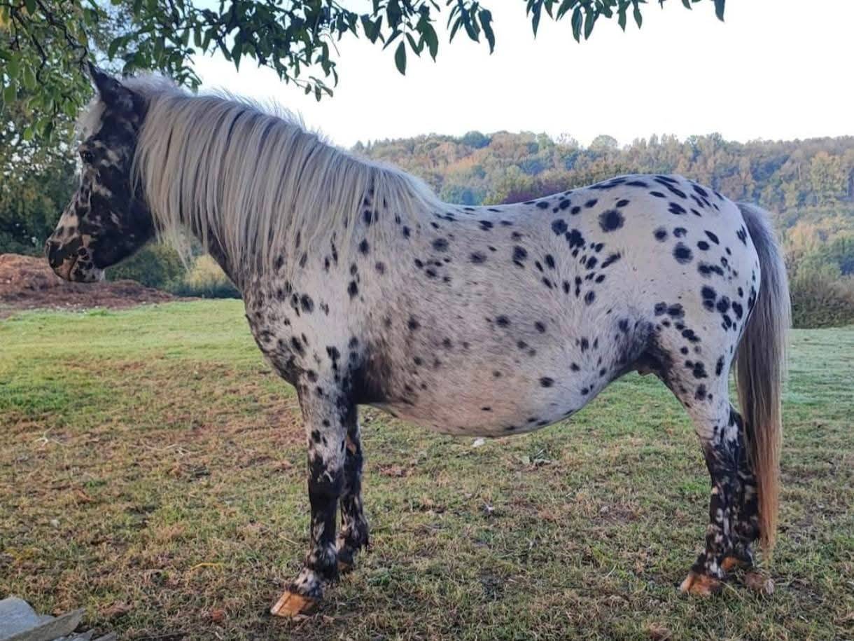 Pouliche Poney Welsh B 