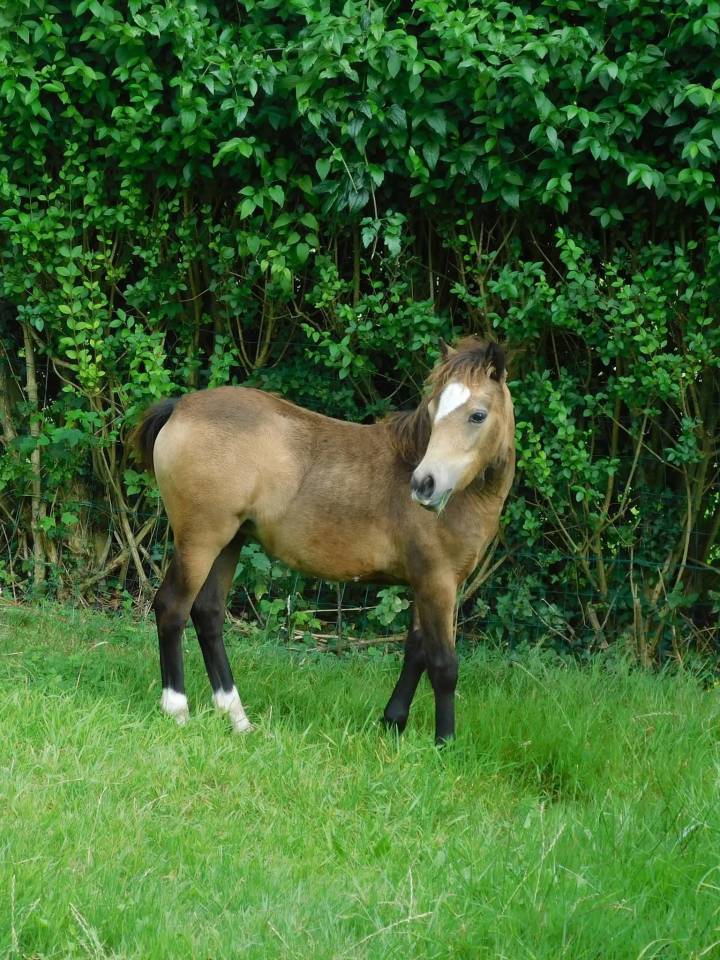 Pouliche Poney Welsh B 