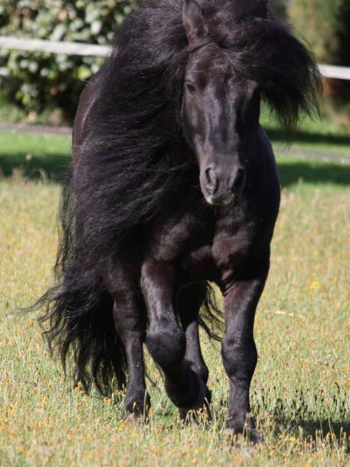 Poney Pouliche Shetland A 