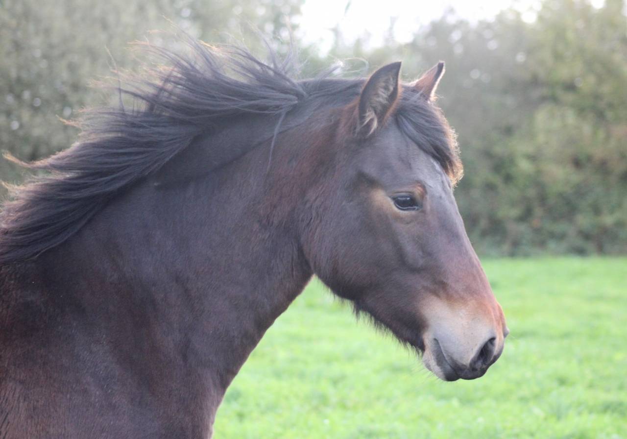 Pouliche Connemara 18 mois 
