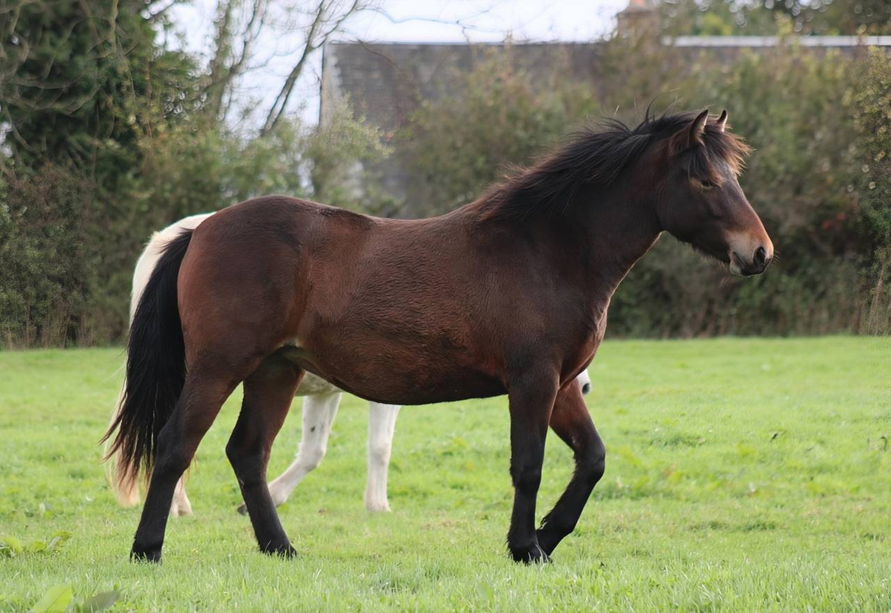 Pouliche Connemara 18 mois 