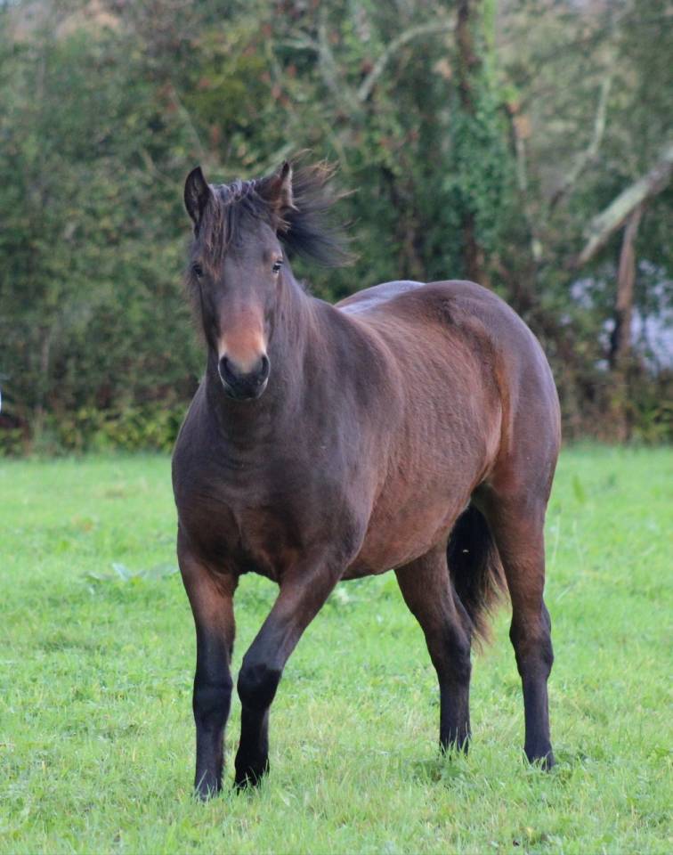 Pouliche Connemara 18 mois 