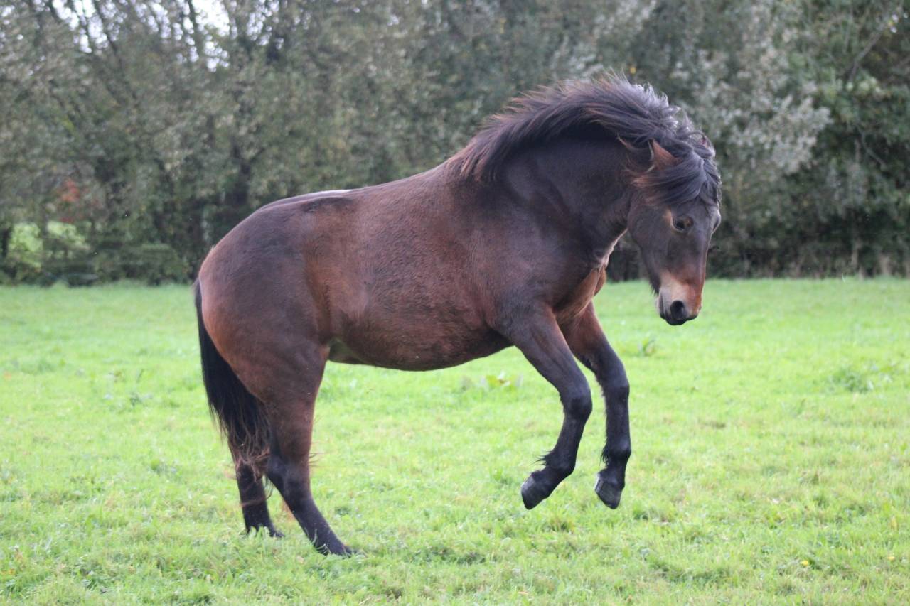 Pouliche Connemara 18 mois 