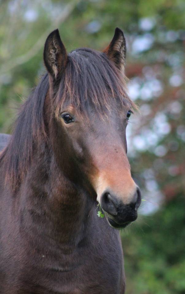 Pouliche Connemara 18 mois 