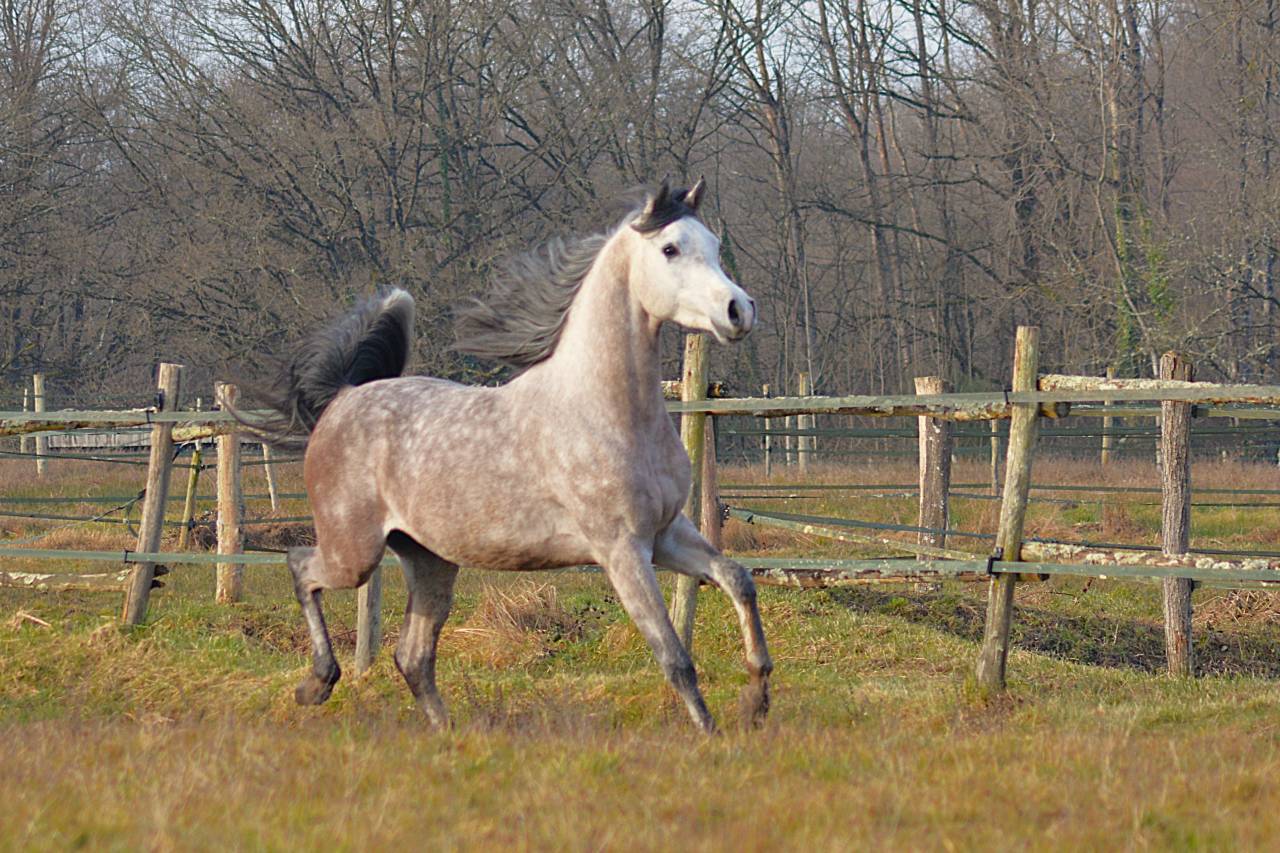 Mâle pur sang arabe