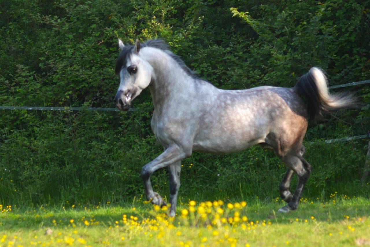 Mâle pur sang arabe