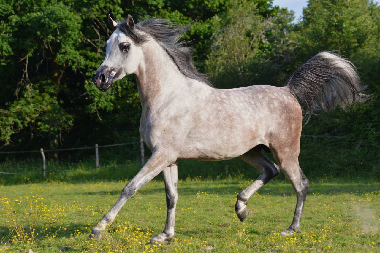 Mâle pur sang arabe