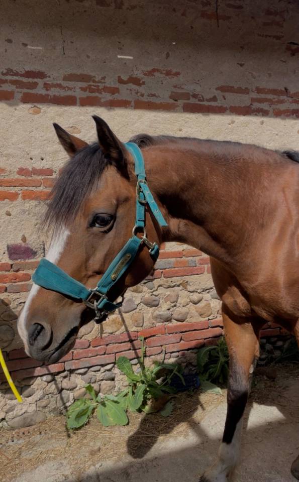 Vends ponette C 13 ans