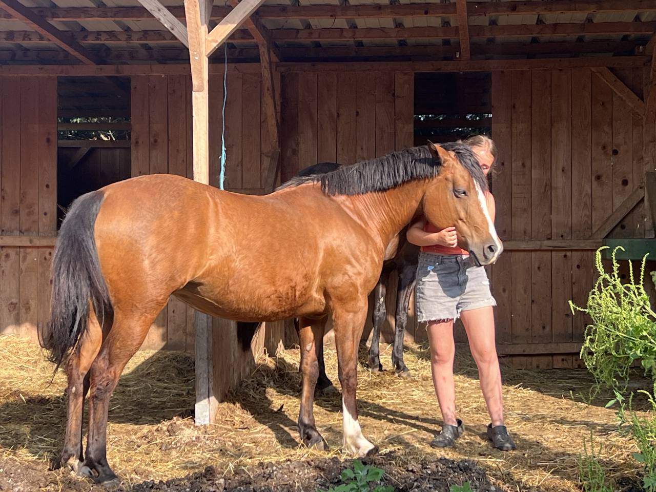 Vends ponette C 13 ans