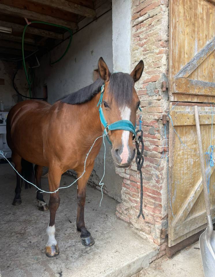 Vends ponette C 13 ans