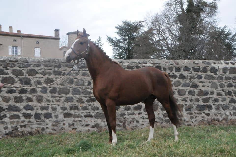 Étalon AA à vendre 