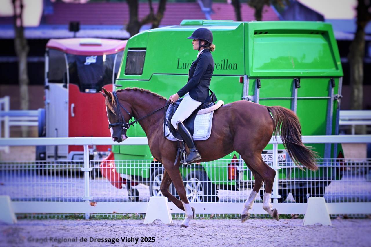 Étalon AA à vendre 