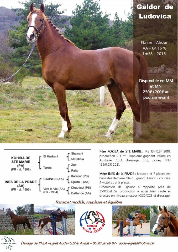 Étalon AA à vendre 